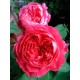 Троянда Бенджамин Бриттен (Роза Benjamin Britten)